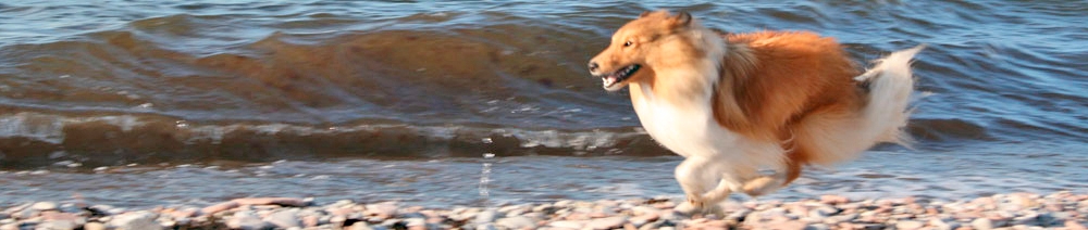 Sunda och rastypiska shelties - Kennel Shakrylls