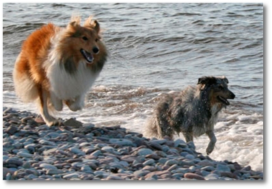 Shelties på norra Öland