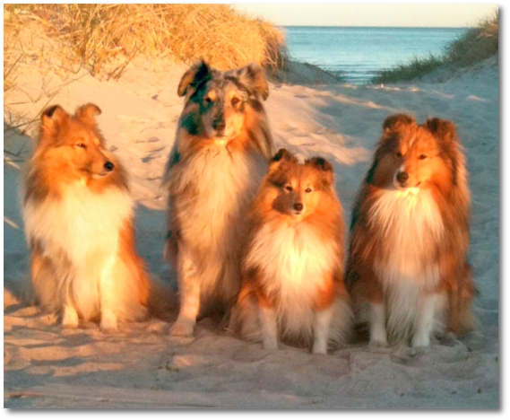 Shelties från Kennel Shakrylls